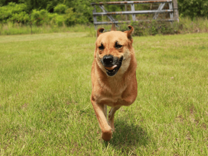The Dog Trainer Tripods ThreeLegged Dogs Dog Trainer Quick and